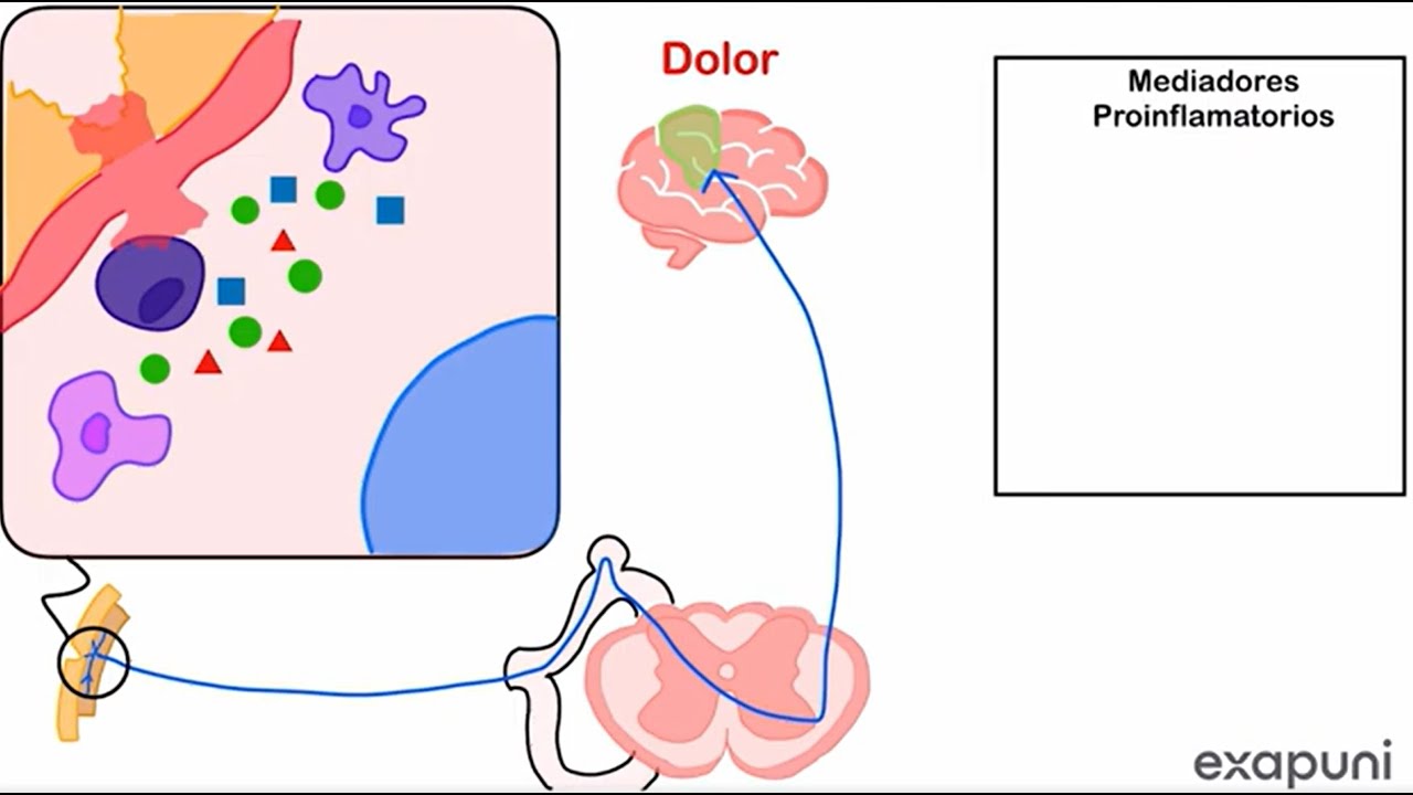 Introducción AINES (Fisiología del Dolor) - AINES Parte 1