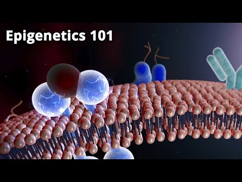 Epigenetics 101 - Dr. Bruce Lipton, PhD