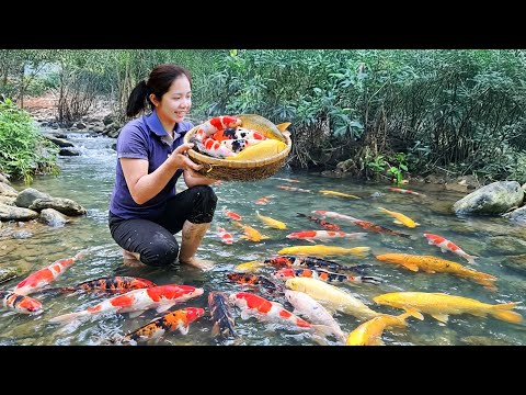 Harvesting Thousands of GOLDFISH FRY To Sell At The Market - Cooking | Hanna Daily Life