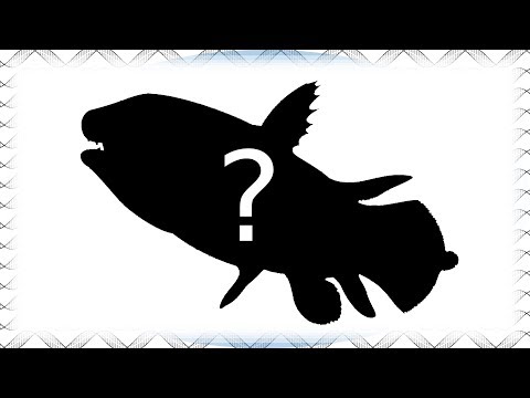 La redécouverte du poisson disparu avec les dinosaures. 1/2