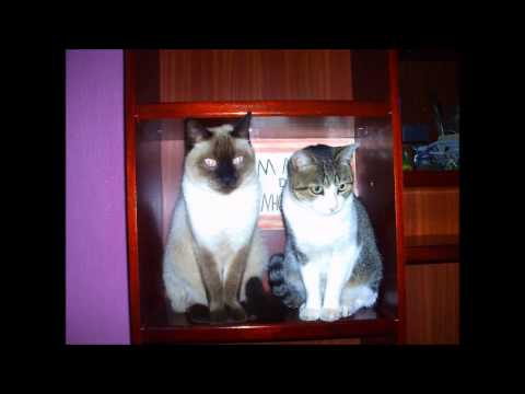 hino antigo 376 da ccb  Vinde,benditos de meu Pai hinário 4 Itapeva