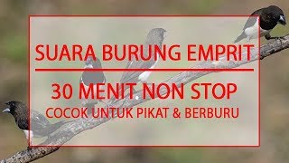 Download lagu MASTER SUARA BURUNG EMPRIT - COCOK UNTUK PIKAT DAN BERBURU - DURASI 30 MENIT mp3