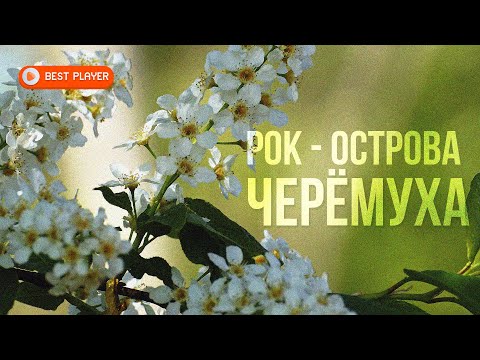 Рок-Острова - Черемуха (Альбом 2022) | Русская музыка