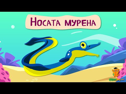 Дива природи. Явища навколо нас. Носата мурена