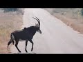 Sable Antelope Foxy S On Safari