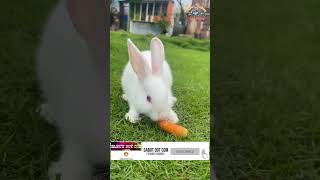 Download lagu KELINCI Lucu Makan WORTEL #kelinci #rabbit #shortvideo mp3