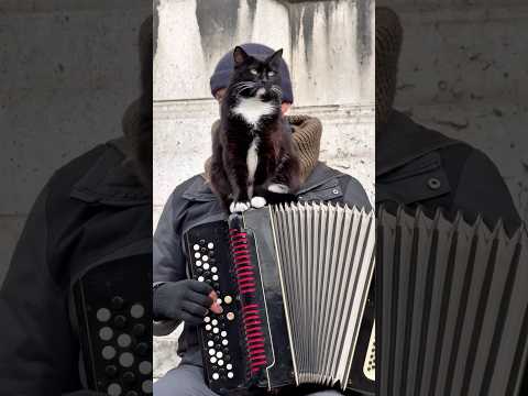 La vie en Rose 🌹 Better with a Cat! Moments in Paris #paris #music