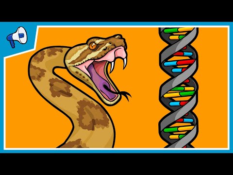 Part 2: How Does New Genetic Information Evolve? Gene Duplications