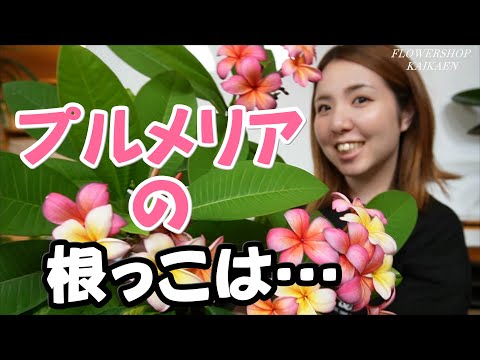 IUCN分類における絶滅の危険性を示す図。