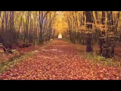 Autumn Leaves (Instrumental cover) - anthony gomes