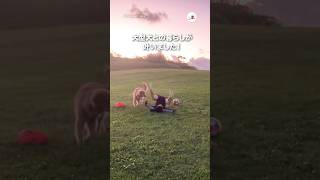 小さい頃から夢見ていた大型犬との暮らしが叶いました✨｜PECO