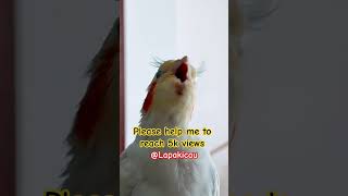 Download lagu Australian parakeet the skilled singer | #parrot #birds #pets #falk #burungparuhbengkok mp3