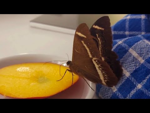 pets, critters and creatures