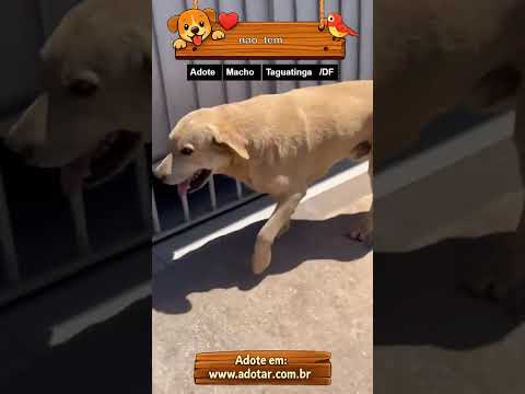 Vídeo de nao tem
