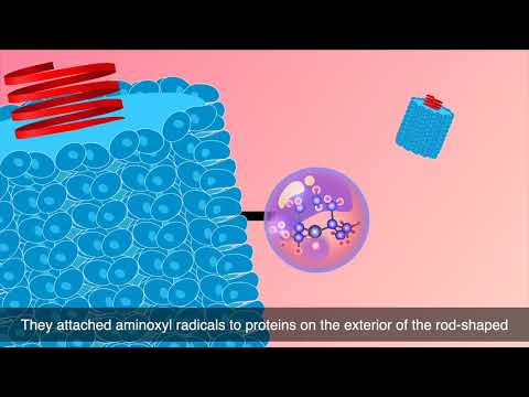Supramolecular Macromolecular Organic Radical Contrast Agents
