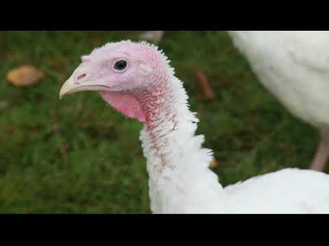 TAGWERK Impressionen - Putenleben auf dem Biohof Wallner