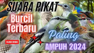 Download lagu SUARA PIKAT BURCIL - Trucuk, Kutilang, Kapasan Kemiri, Korlap, Kamande, Prenjak Paling Ampuh. mp3
