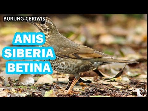 download lagu mp3 mp4 Makanan Burung Anis Siberia, download lagu Makanan Burung Anis Siberia gratis, unduh video klip Download Makanan Burung Anis Siberia Mp3 dan Mp4 Youtube Gratis