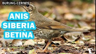 Download lagu BURUNG ANIS SIBERIA ATAU ANIS HITAM BETINA mp3