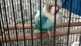 Download lagu lovebird ngekek panjang gaya unik ( GINTING ) mp3