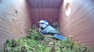 Download Lagu 2nd April 2021 - Blue tit nest box live camera highlights Thumbnail