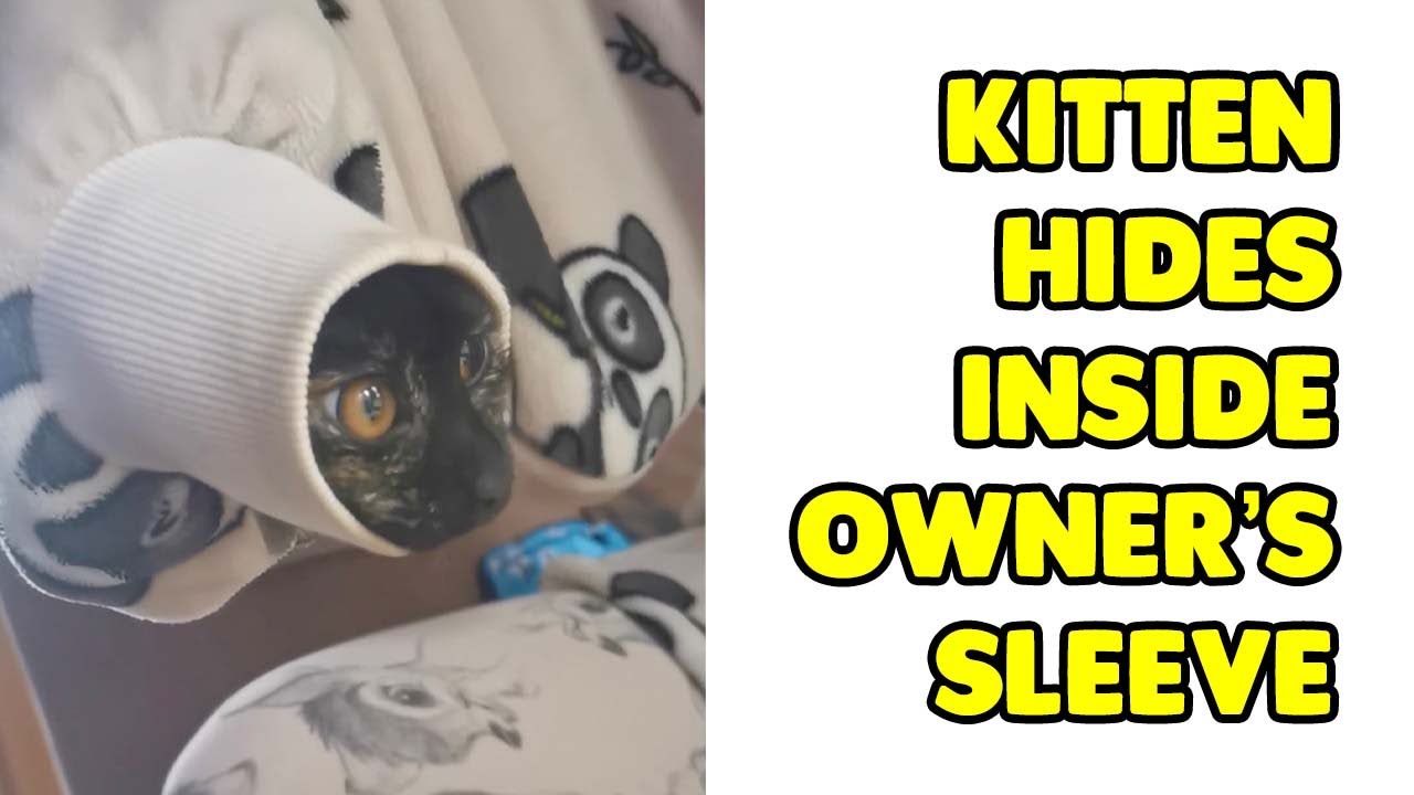 Kitten Hides Inside Giant Hoodie Sleeve
