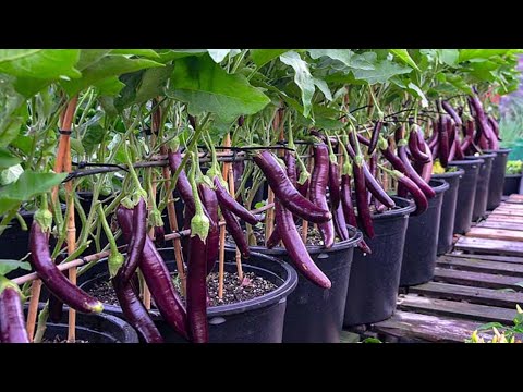 , title : 'Comment cultiver des aubergines (Un guide complet étape par étape) ll Réussir la culture d’aubergine'