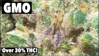 GMO WEED REVIEW (Best strain EVER!)