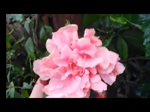 most beautiful flower in umama's garden