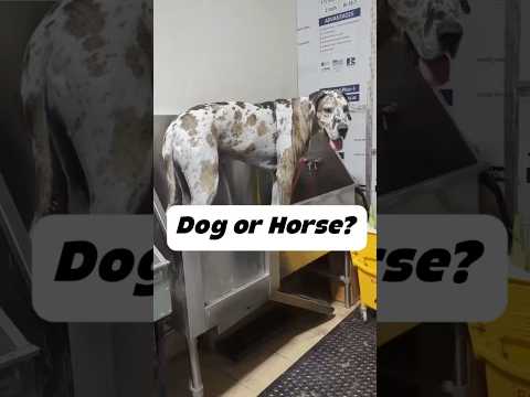 You don’t usually see them this big #greatdane #dogbath #doggroomer #tutorial #giantdog