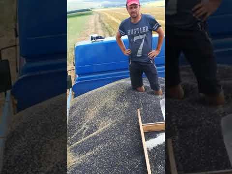 Cum se recoltează rapita