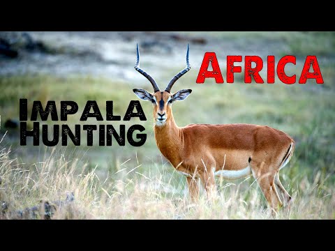 Hunting Impala in South Africa - Plains Game at its best in Africa
