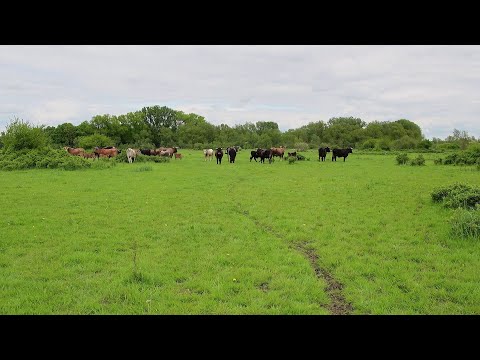 Klostermersch - Naturschutz durch extensive Beweidung