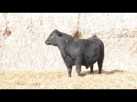 R and R Genetics Lot 64