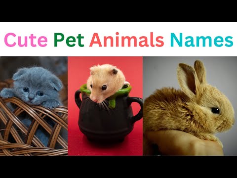 Learn Names of Pets for Kids - Pet Animal Names, Sounds and video for Children | Pet dog, cat fish