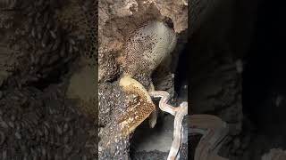 حلية عسل بوطويق من موسم السدر الحمدلله #shorts