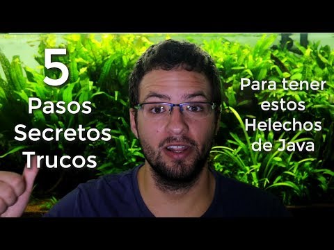 , title : '5 TRUCOS para TENER estos HELECHOS DE JAVA || AquaTips'