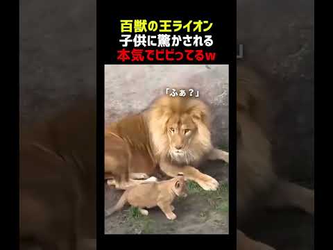 百獣の王ライオン 子供に驚かされる