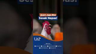 Download lagu CAN CHICKENS GET SHORTNESS OF BREATH? HERE'S A NATURAL WAY TO CURE IT! mp3