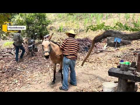 Segunda parte, MOLINEDA DE CAÑA Erandique lempira Honduras 🇭🇳 