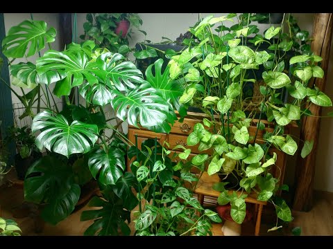 TROPICAL house plants ep1 -Tips and tricks