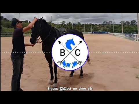 Cavalo Quarto de Milha - Pisadinha do Vaqueiro (Musica Nova) (Boi No Chão Oficial)
