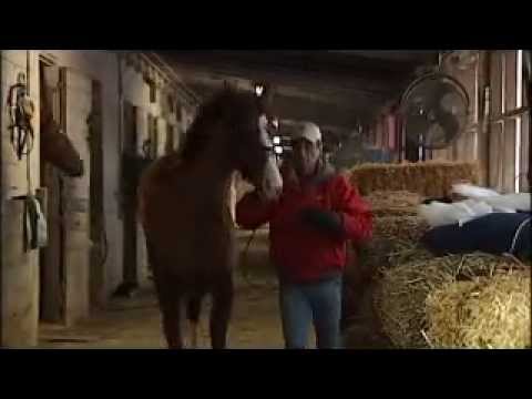 A Day in the Life of a Race Horse