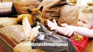 preview picture of video 'Rising star chongqing dogs Donna .'