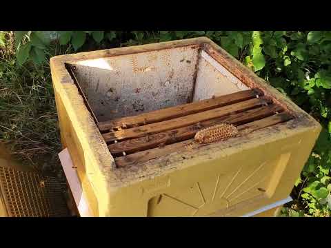 Sent drottningbyte och avläggare i ett moment