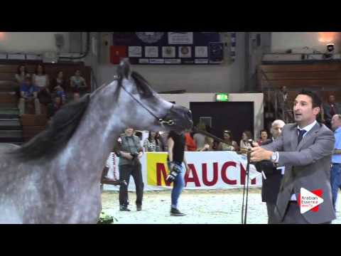 N.55 SUNDOWN KA - Wels 2016 - Colts 3 years old (Class 6)