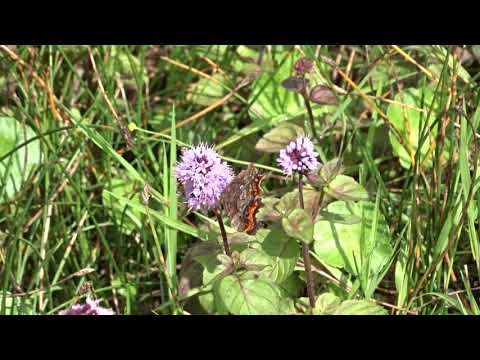 Comma - Angle Park - Fife - 12th August 2019