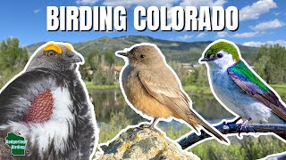 In Search of Colorado’s Most Mysterious Birds