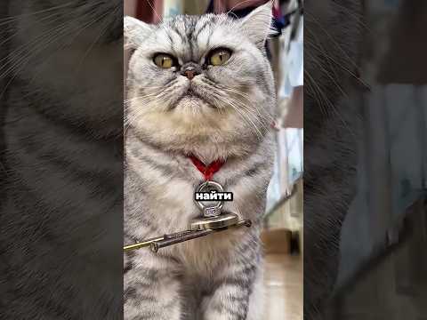 Кошка, которая нашла “подругу” случайно 😳