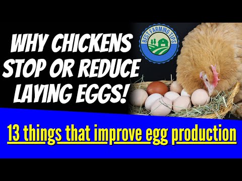 , title : 'Why chickens stop or reduce laying eggs: 13 things that improve egg production'